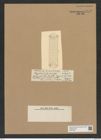 Guinardia flaccida (Castr.) Perag. (de-Toni-Nr.: Genus 113, Species 3284) Zeichnungen Sammlung Grunow Nr. 6675 (NHMW-BOT-W0375468)